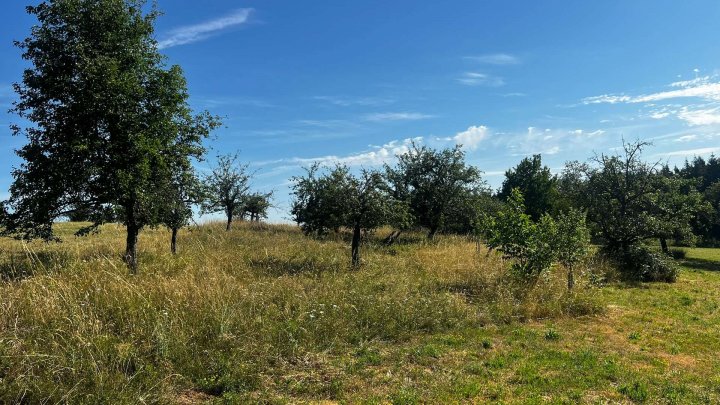 Landwirtschafts- und Waldgrundstücke ab 2,50 €/m²