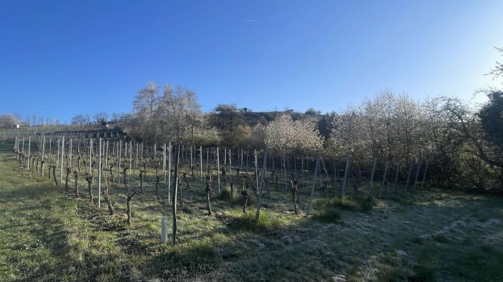 Landwirtschaftsfläche / Weinbaufläche